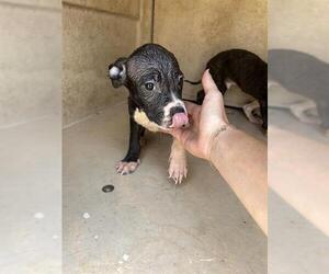 American Pit Bull Terrier-Unknown Mix Dogs for adoption in Oklahoma City, OK, USA
