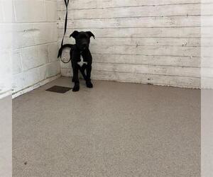 American Pit Bull Terrier Dogs for adoption in San Bernardino, CA, USA