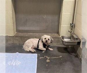 Maltese-Unknown Mix Dogs for adoption in Upland, CA, USA