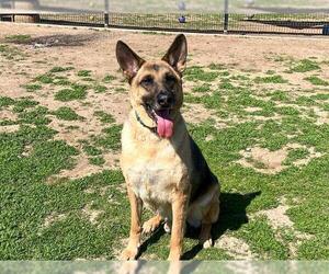 German Shepherd Dog Dogs for adoption in Orange, CA, USA