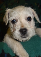 French Bulldog Dogs for adoption in Goodyear, AZ, USA