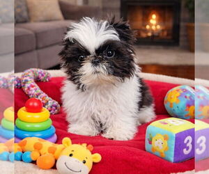 Shih Tzu Dogs for adoption in Bon Carbo, CO, USA