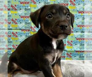 Border Collie Dogs for adoption in Kansas City, MO, USA