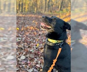 Labrador Retriever-Retriever  Mix Dogs for adoption in Frenchburg, KY, USA