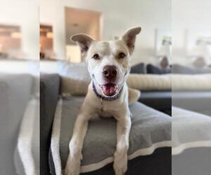 Carolina Dog-Unknown Mix Dogs for adoption in Plantation, FL, USA
