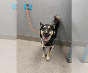 Siberian Husky-Unknown Mix Dogs for adoption in Las Vegas, NV, USA