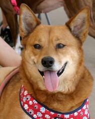 Medium Photo #1 Shiba Inu-Unknown Mix Puppy For Sale in Dallas, TX, USA