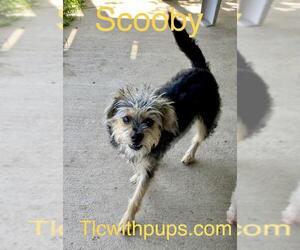 Mutt Dogs for adoption in Colton, CA, USA