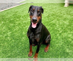 Doberman Pinscher-Unknown Mix Dogs for adoption in Moreno Valley, CA, USA