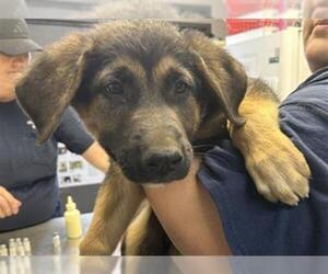 German Shepherd Dog-Unknown Mix Dogs for adoption in Visalia, CA, USA