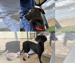 Great Dane-Unknown Mix Dogs for adoption in HESPERIA, CA, USA
