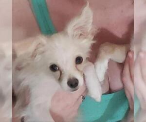 Papillon Dogs for adoption in Long Beach, CA, USA