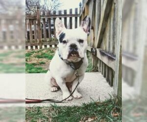 Free-Lance Bulldog Dogs for adoption in Newtown, PA, USA