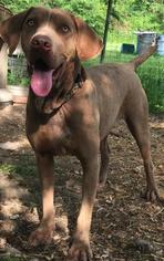 Weimaraner Dogs for adoption in Little Rock, AR, USA