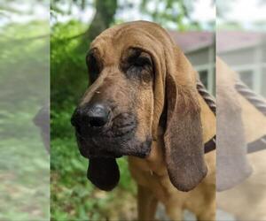 Bloodhound Dogs for adoption in Rowayton, CT, USA
