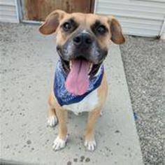 Boxador Dogs for adoption in Bemidji, MN, USA
