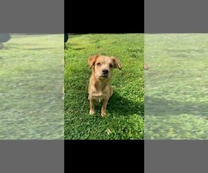 Chihuahua-Golden Retriever Mix Dogs for adoption in garner, NC, USA