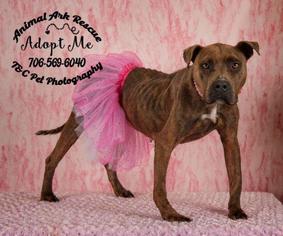 Staffordshire Bull Terrier Dogs for adoption in Columbus, GA, USA