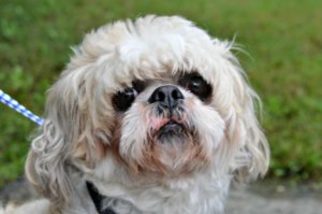 Shih Tzu Dogs for adoption in Siler City, NC, USA