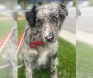 Australian Shepherd Dogs for adoption in Newport Beach, CA, USA