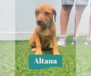 Dachsador Dogs for adoption in Pompano Beach , FL, USA