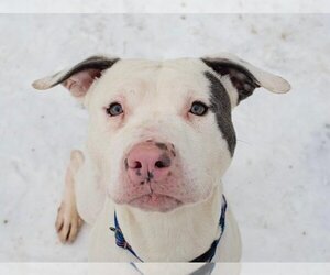 American Staffordshire Terrier Dogs for adoption in Paris, ME, USA