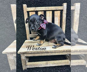 Chiweenie Dogs for adoption in Grafton, WI, USA