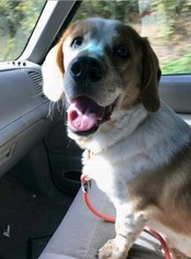 Medium Photo #1 Basset Hound-Labrador Retriever Mix Puppy For Sale in Columbus, OH, USA
