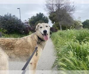 Borzoi-Irish Wolfhound Mix Dogs for adoption in Berkeley , CA, USA