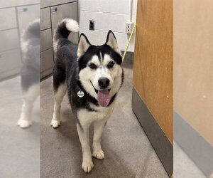 Siberian Husky Dogs for adoption in Forestville, MD, USA