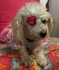 Poodle (Miniature) Dogs for adoption in Beloit, WI, USA
