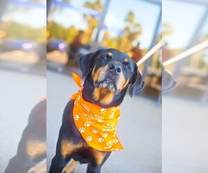 Rottweiler Dogs for adoption in Melrose, FL, USA