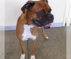 Boxer Dogs for adoption in Orange, CA, USA