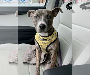 Mutt Dogs for adoption in St. Louis Park, MN, USA