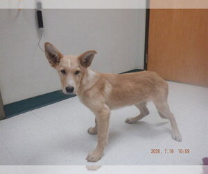 Australian Kelpie-Unknown Mix Dogs for adoption in Oroville, CA, USA