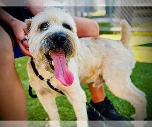 Poodle (Miniature)-Unknown Mix Dogs for adoption in Orlando, FL, USA