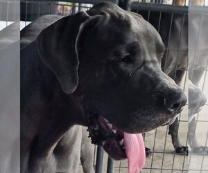 Great Dane Dogs for adoption in Palm Beach, FL, USA