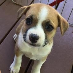 Medium Photo #1 Border Collie-Unknown Mix Puppy For Sale in Austin, TX, USA
