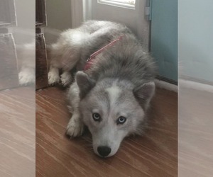 Pomsky Dogs for adoption in Holly Springs, NC, USA
