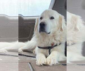 Great Pyrenees Dogs for adoption in Dallas, TX, USA