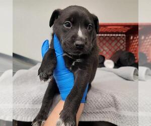 Australian Shepherd-Unknown Mix Dogs for adoption in Oklahoma City, OK, USA