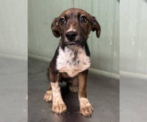 Mutt Dogs for adoption in Clarkesville, GA, USA