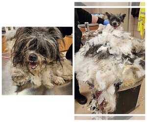 Mutt Dogs for adoption in Benton, LA, USA