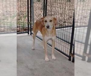 Labrador Retriever Dogs for adoption in Albemarle, NC, USA