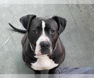American Pit Bull Terrier Dogs for adoption in Pasadena, CA, USA