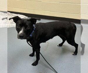 Australian Shepherd-Unknown Mix Dogs for adoption in Denver, CO, USA