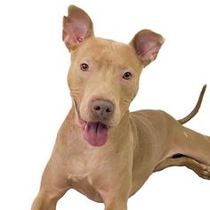 Small American Staffordshire Terrier-Pharaoh Hound Mix