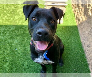 Mutt Dogs for adoption in Moreno Valley, CA, USA