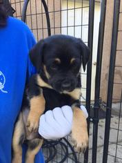 Labrottie Dogs for adoption in Redding, CA, USA
