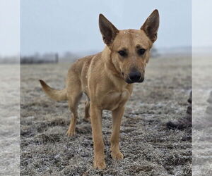 German Shepherd Dog-Unknown Mix Dogs for adoption in Lakewood, CO, USA